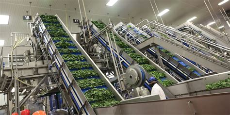 fruit processing machine|commercial fruit processing equipment.